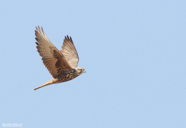 Saker Falcon  Falco cherrug , Urim ,north western Negev, Israel , December 2012.